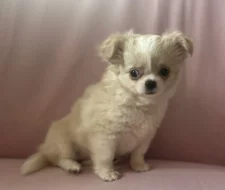 Čivava dlouhosrstá s PP