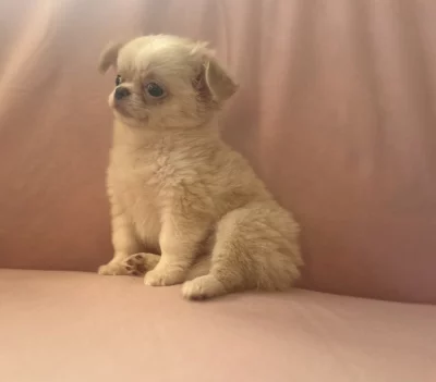 Čivava dlouhosrstá s PP