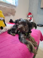 Jorkšírský teriér s PP