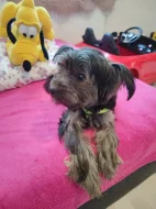 Jorkšírský teriér s PP