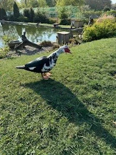 Prodám kachny pižmové