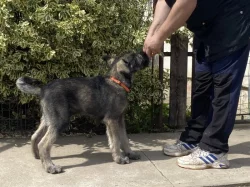 Knírač velký s pp p+s pes