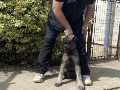 Knírač velký s pp p+s pes