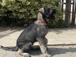 Knírač velký s pp p+s pes