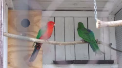 Papoušek královský