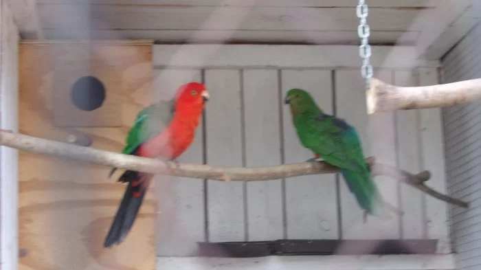 Papoušek královský