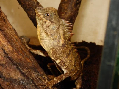 Trnoještěr kozí (Acanthosaura capra) 1,1