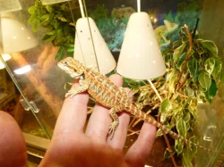 Agama vousatá (Pogona vitticeps)