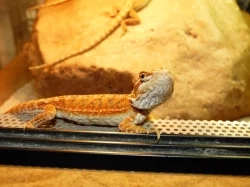 Agama vousatá (Pogona vitticeps)