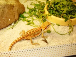 Agama vousatá (Pogona vitticeps)