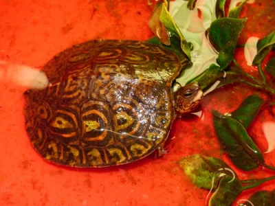 Želva kouzelná (Rhinoclemys pulecherima manni)