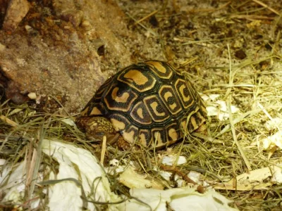 Želva pardálí (Stigmochelys pardalis)