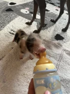 Mini Prasatko