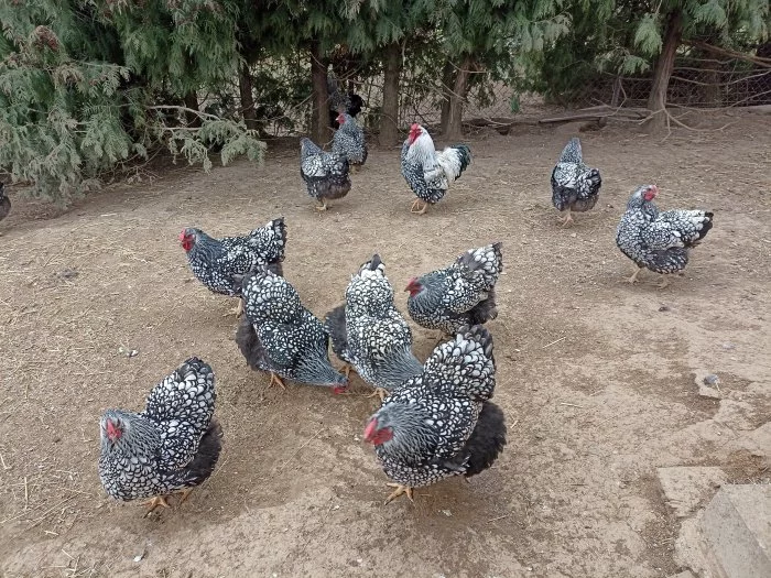 Násadová vejce Wyandotky stříbrné