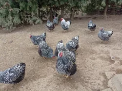 Násadová vejce Wyandotky stříbrné