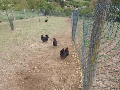 Násadová vejce Maransky