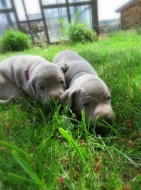 Výmarský ohař krátkosrstý