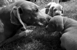 Výmarský ohař krátkosrstý