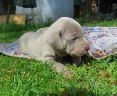 Výmarský ohař krátkosrstý