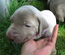 Výmarský ohař krátkosrstý