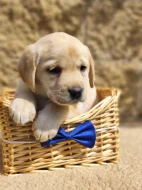 Nabídka štěňat labradorských retrieverů