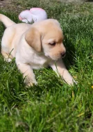 Nabídka štěňat labradorských retrieverů