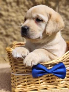 Nabídka štěňat labradorských retrieverů