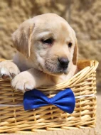 Nabídka štěňat labradorských retrieverů