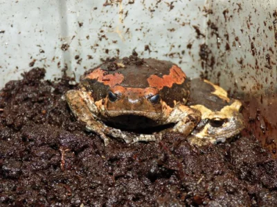 Parosnička nádherná (Kaloula pulchra)