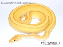 KRAJTA KRÁLOVSKÁ - Python regius