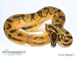KRAJTA KRÁLOVSKÁ - Python regius