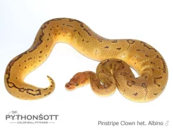 KRAJTA KRÁLOVSKÁ - Python regius