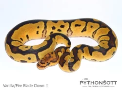 KRAJTA KRÁLOVSKÁ - Python regius