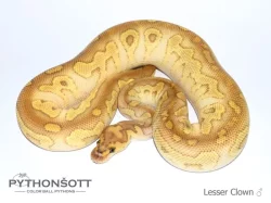 KRAJTA KRÁLOVSKÁ - Python regius