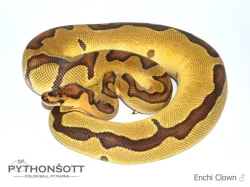 KRAJTA KRÁLOVSKÁ - Python regius