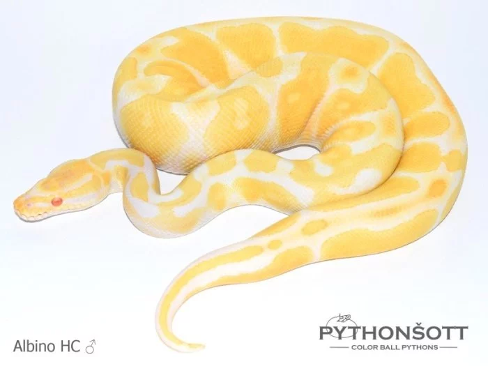 KRAJTA KRÁLOVSKÁ - Python regius