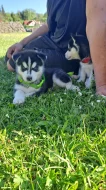 Husky bez PP