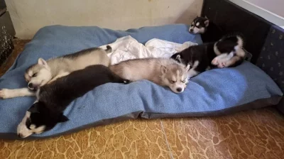 Husky bez PP