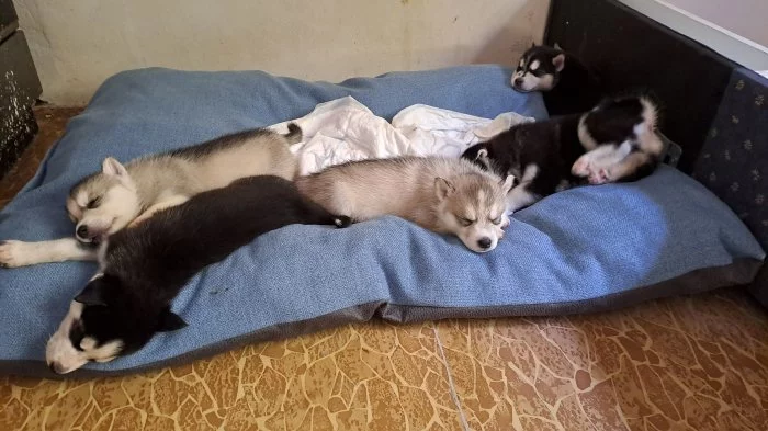 Husky bez PP