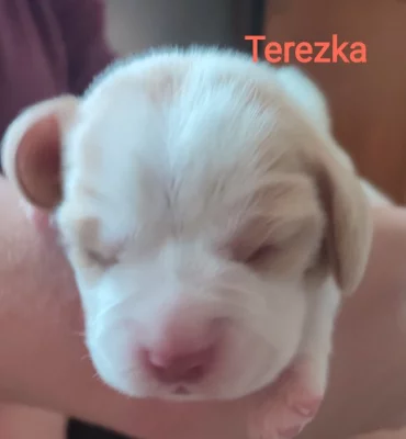 Bígl (beagle) štěňátka fenky s PP