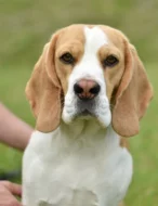 Bígl (beagle) štěňátka fenky s PP