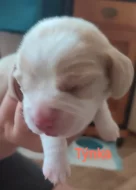 Bígl (beagle) štěňátka fenky s PP