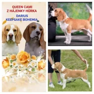 Bígl (beagle) štěňátka fenky s PP
