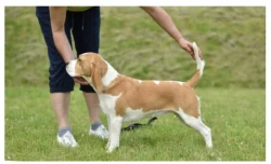 Bígl (beagle) štěňátka fenky s PP