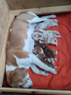 Bígl (beagle) štěňátka fenky s PP