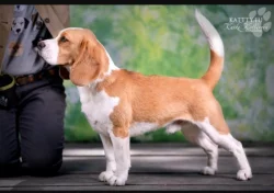Bígl (beagle) štěňátka fenky s PP