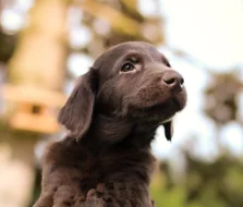 Flat coated retriever