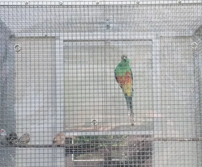 Papoušek mnohobarvý