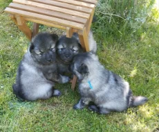Německý špic vlčí/keeshond