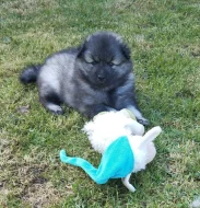 Německý špic vlčí/keeshond